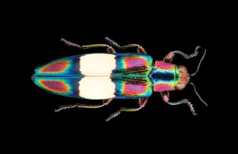 verschiedenfarbiger Käfer auf schwarzem Untergrund