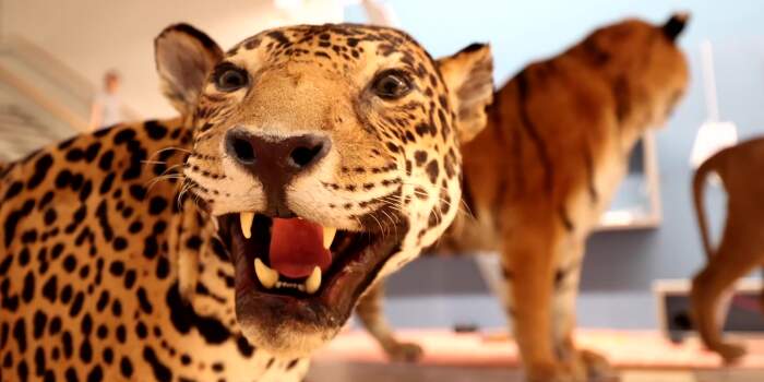 Ferienprogramm der städtischen Museen