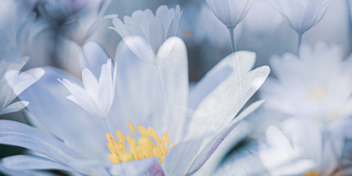 Interner Verweis: Führung in der Sonderausstellung „Blumen als Erbe“ und in der Dauerpräsentation zum Benary-Speicher