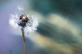 Eine Löwenzahn Pusteblume mit dezentem, blau-grünem Hintergrund